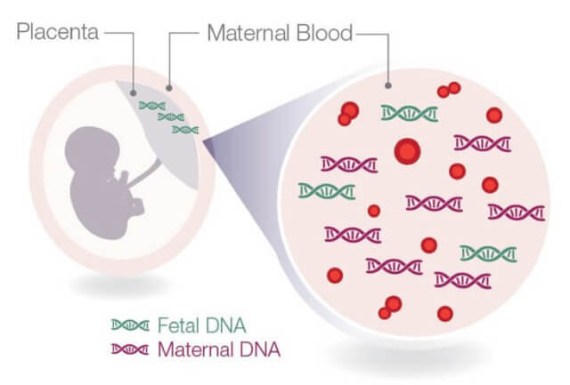 ДНК ребенка в материнской крови