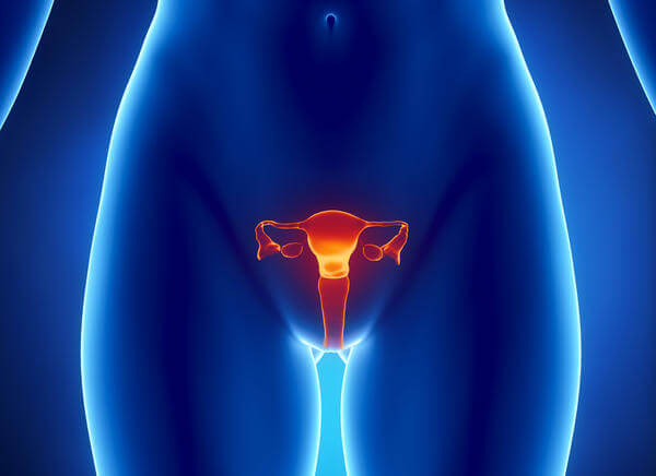 Репродуктивная система женщины 3D модель